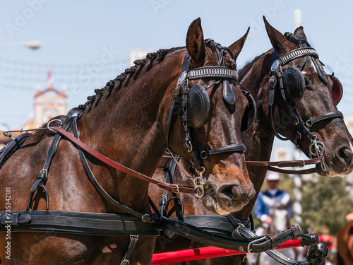 Elegant Horses Adorned for Seville April Fair Celebration