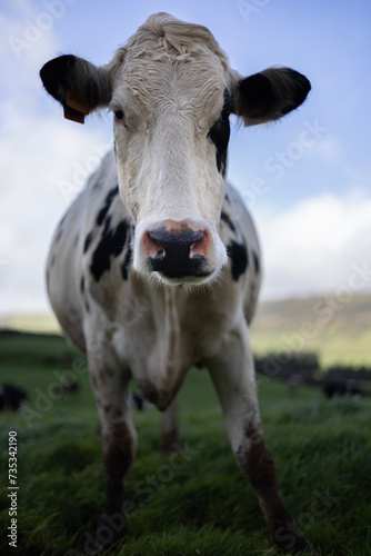 Retrato de uma vaca 