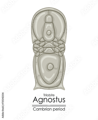 Trilobite Agnostus, a Cambrian period creature, one of the first trilobites. Colorful illustration on a white background.