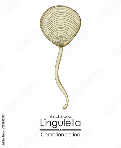 Lingulella phosphatic shelled brachiopod, a Cambrian period creature. Colorful illustration on a white background.  photo