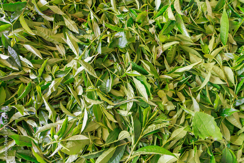 Canvas Print Closeup view of withering tea leaves.