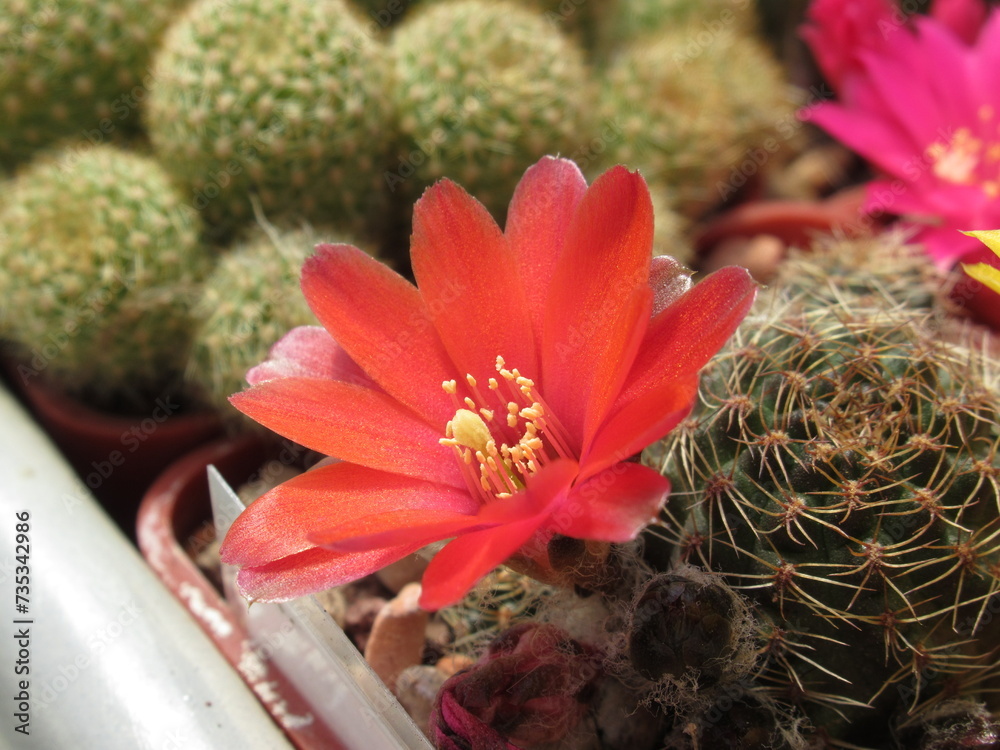Zbliżenie na czerwony kwiat kaktusa - obrazy, fototapety, plakaty 