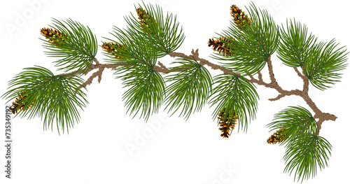 Fotografi Pine cone and fir tree