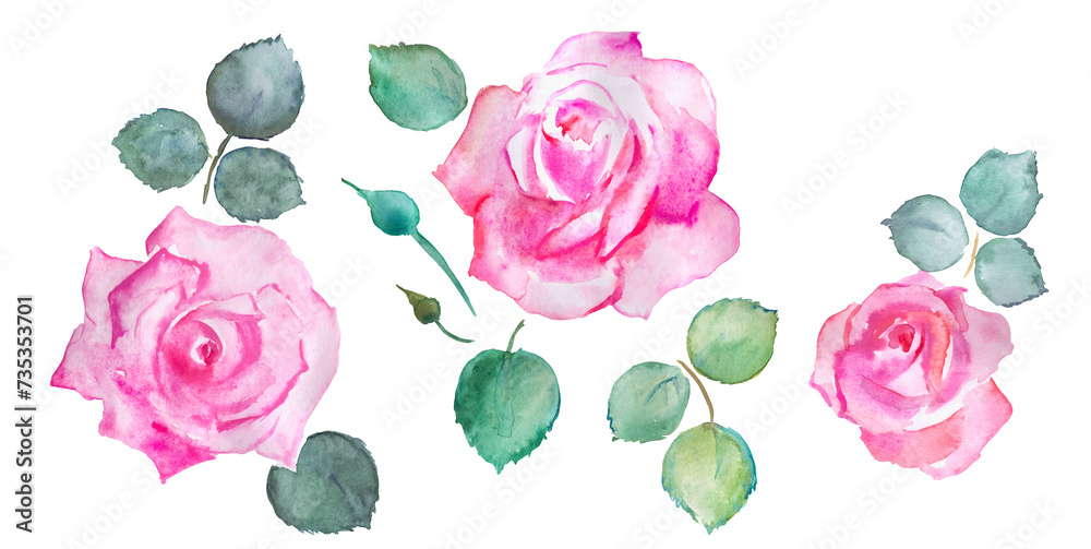 Hand painted watercolor illustration of roses, pink flowers, blooming flowers , watercolor floral illustration	