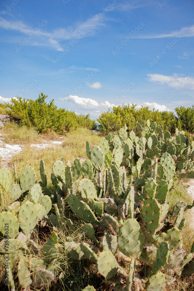 paisaje con nopalera, cactacea mexicana paisaje con nopalera, cactacea mexicana