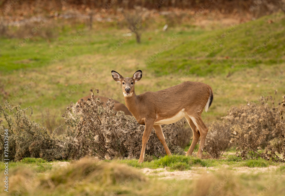 Cerf en alimentation, solo, horizontal Cerf en alimentation, solo, horizontal