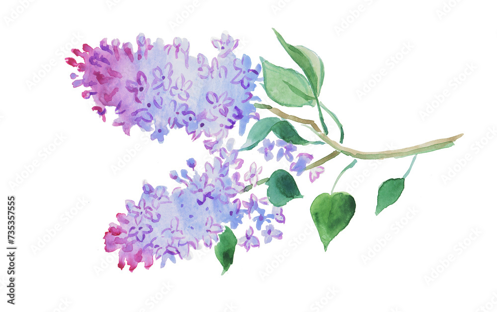 Watercolor hand painted illustration of lilac, lilacs illustration, purple flowers, floral painting, blossom ,watercolor illustration