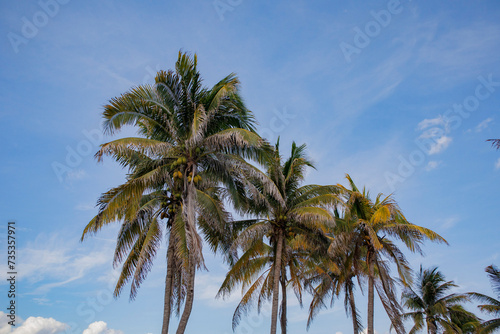 palmera en playa de Tulum M  xico