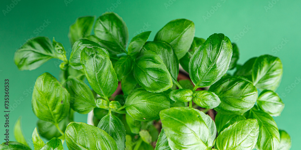 basil green fresh bush herb fresh cooking appetizer meal food snack on the table copy space food background rustic top view basil green fresh bush herb fresh cooking appetizer meal food snack on the table copy space food background rustic top view