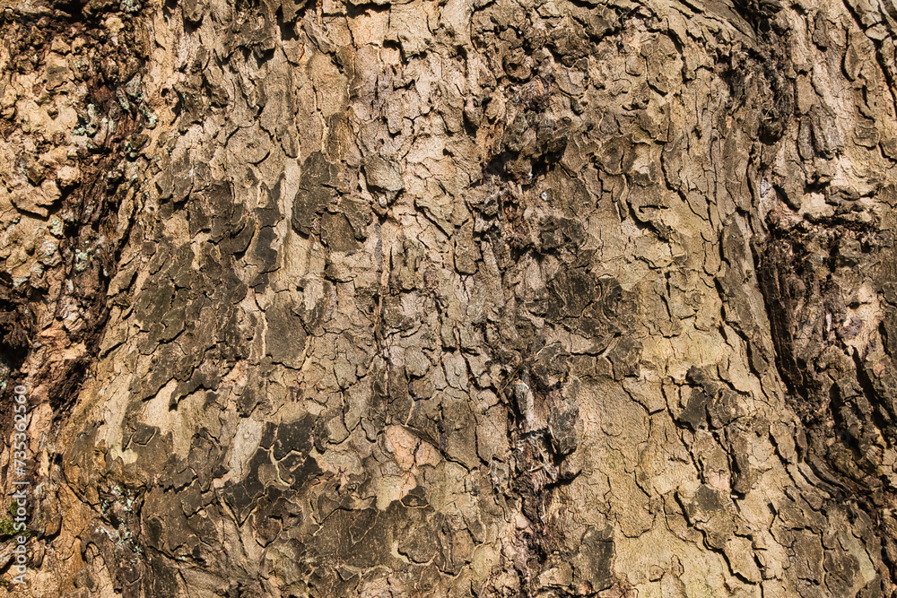 Explore the Fascinating World of Tree Bark Textures: Natural Beauty in Detail