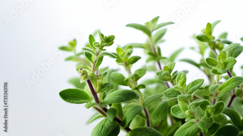 Fresh oregano herb sprigs isolated on a white background