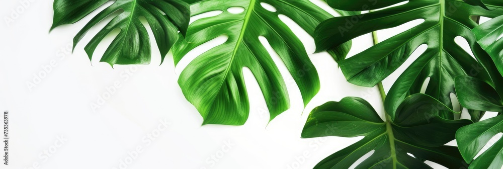 Tropical Monstera Leaf Pattern for Decor