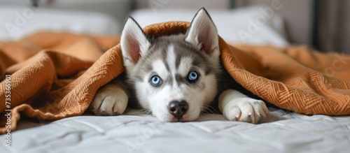 Adorable husky dog with mesmerizing blue eyes hiding under cozy patterned blanket