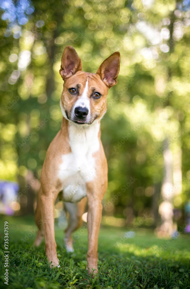 A red and white Terrier mixed breed dog with large ears