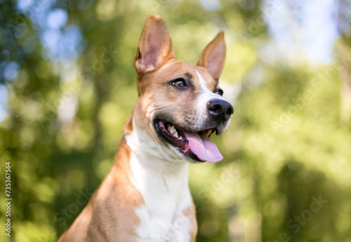 A red and white Terrier mixed breed dog panting