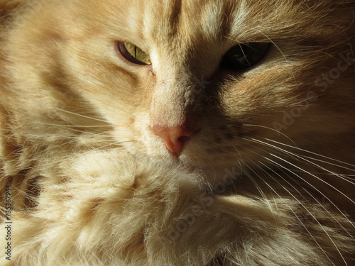 Zbliżenie na pyszczek kremowego puszystego kota © Kumulugma