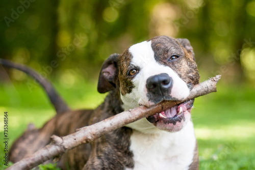 A Pit Bull Terrier mixed breed dog chewing on a large stick