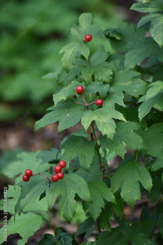 holly leaves and berries