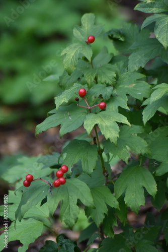 Obraz na płótnie holly leaves and berries w salonie