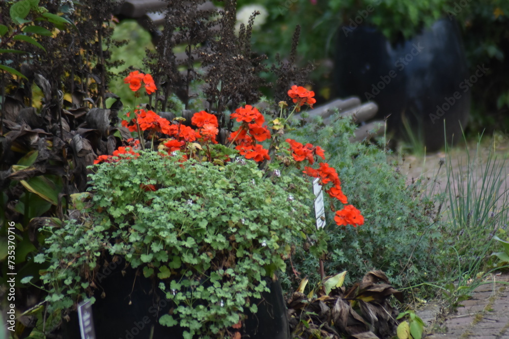 flowers in the garden