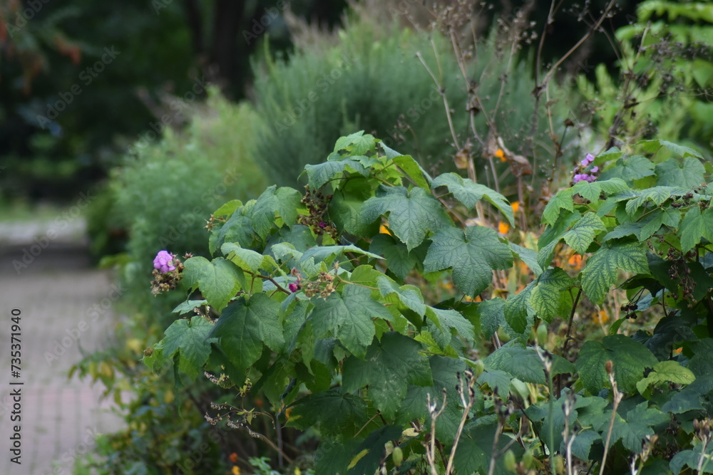 flowers in the garden