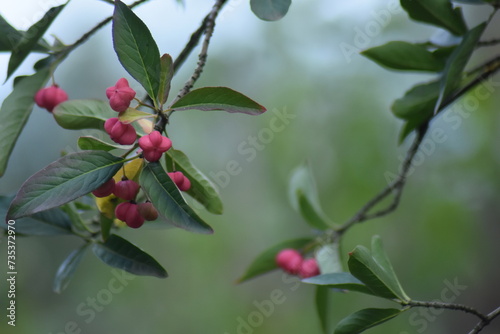 Obraz na płótnie berries on a branch w salonie