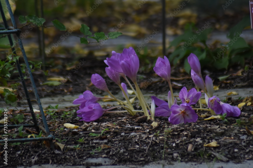 crocuses in the garden