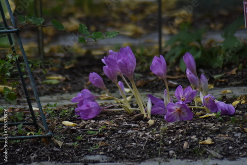 crocuses in the garden