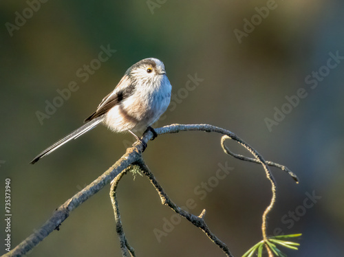 Cute little long tailed tit bird perched on a twig in the forest