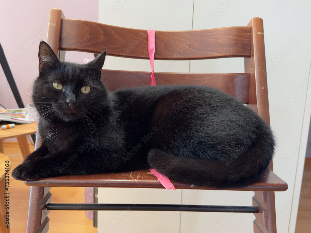 Eine schwarze Katze liegt auf einem Stuhl und schaut verschlafen in die Kamera