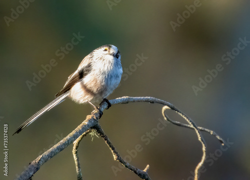 Cute little long tailed tit bird perched on a twig in the forest