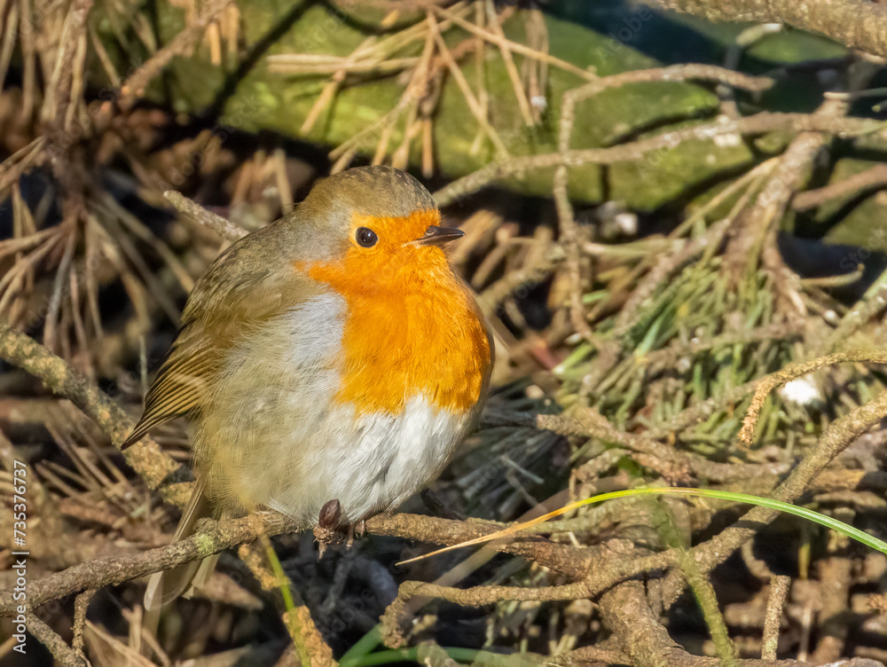 robin on a branch in the sunshine robin on a branch in the sunshine