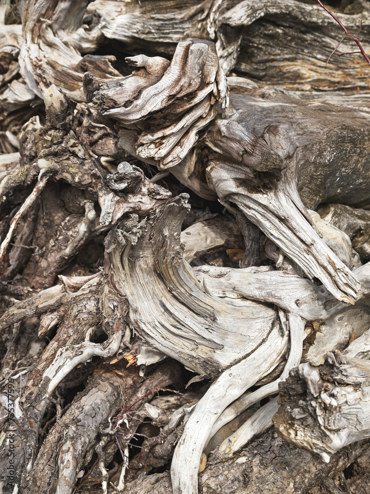 Fototapeta premium Close up of pine tree roots from fallen tree.