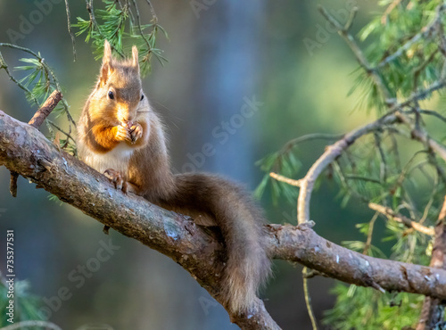 Hungry little scottish red squirrel eating a nut in the forest © Sarah