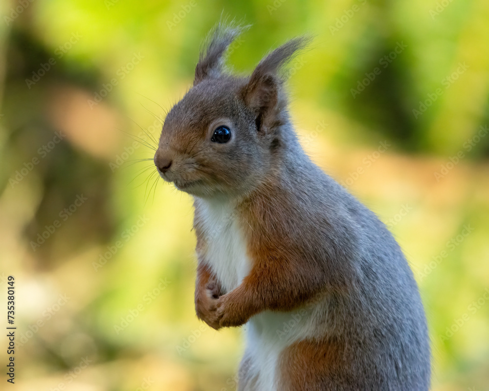Close up of a cute scottish red squirrel in the forest Close up of a cute scottish red squirrel in the forest