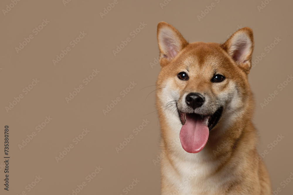 The happy and smiling dog radiates health. Cute Shiba Inu Portrait on Beige Background. A Stunning Representation of the Akita Inu Dog Breed. Place for text
