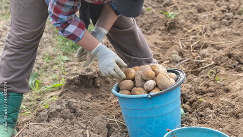 Harvesting potatoes by hand, woman picking potatoes with hands in field, Manual Labor in Agriculture