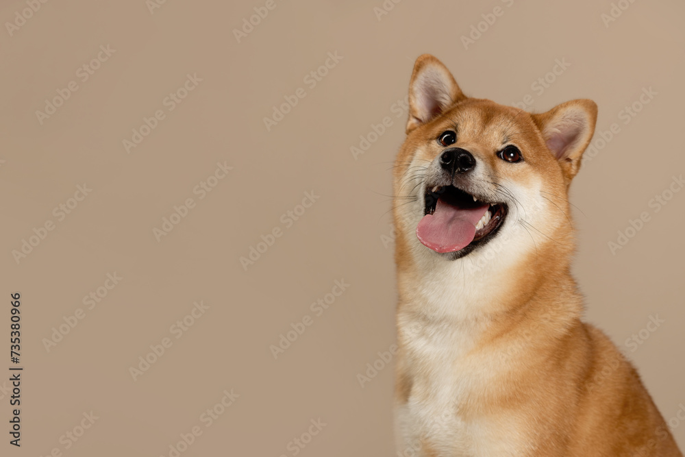 The happy and smiling dog radiates health. Cute Shiba Inu Portrait on Beige Background. A Stunning Representation of the Akita Inu Dog Breed. Place for text
