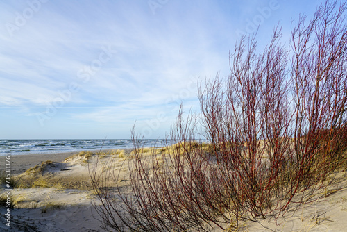 Fototapeta Naklejka Na Ścianę i Meble -  Branches of red willows reach against a sunlight in the sand dunes of the Baltic Sea in early spring