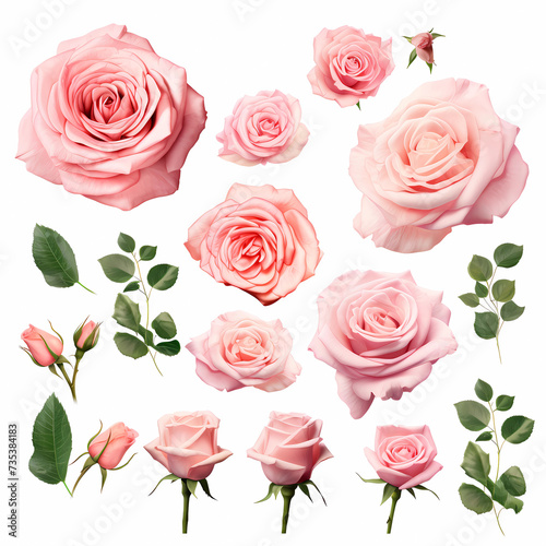 sets of roses, a collection, macro isolated on white background