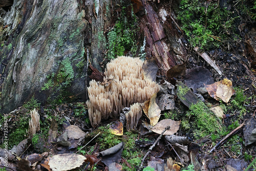 Ramaria concolor, also called Ramaria stricta var. concolor, coral fungus growing on spruce in Finland, no common English name