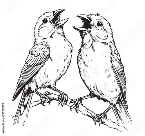 Black and white sketch of a canary bird singing on a branch