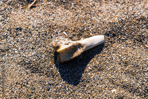 Animal Bone on a Sandy Beach Texture Background, Wildlife Abstract