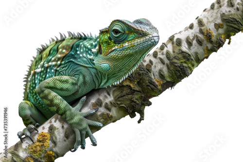 green iguana perched on a branch  isolated on transparent background  wildlife reptile  detailed close up