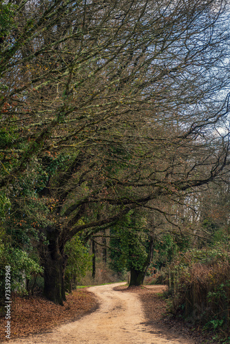 Strada nel bosco