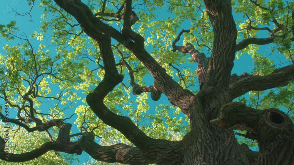 Young Spring Foliage on Old Oak Tree. A huge branchy old oak tree is covered with young spring foliage and lit by the soft evening sun. Bright foliage flutters against an azure sky