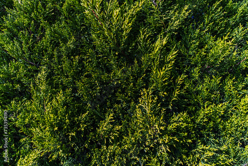 Close up Shot of Green Trees and Foliage, Nature Abstract Close up 