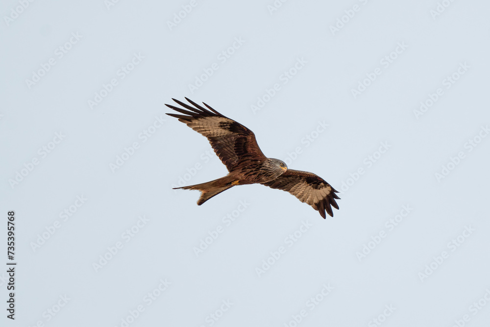 Obraz premium red kite in flight