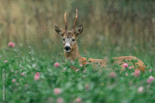 Roe deer in a clover field © DimaraCeline