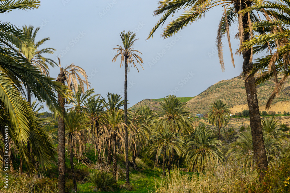 custom made wallpaper toronto digitaldate grove in winter in Cyprus 2